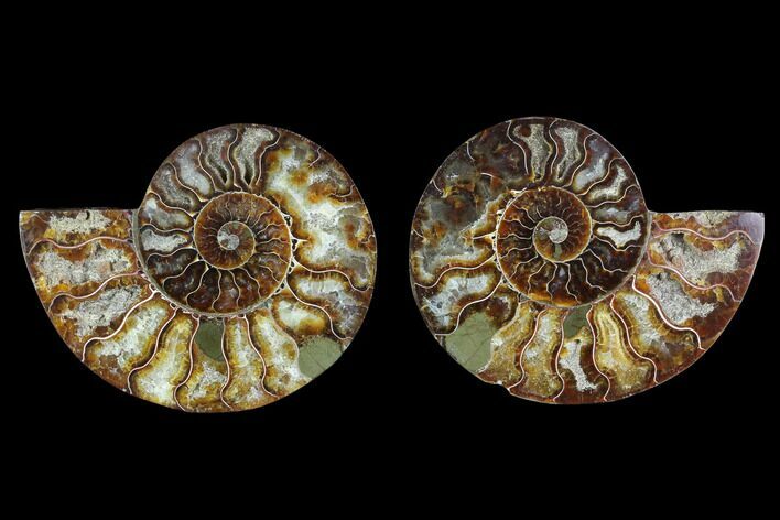 Sliced Ammonite Fossil - Agatized #124986